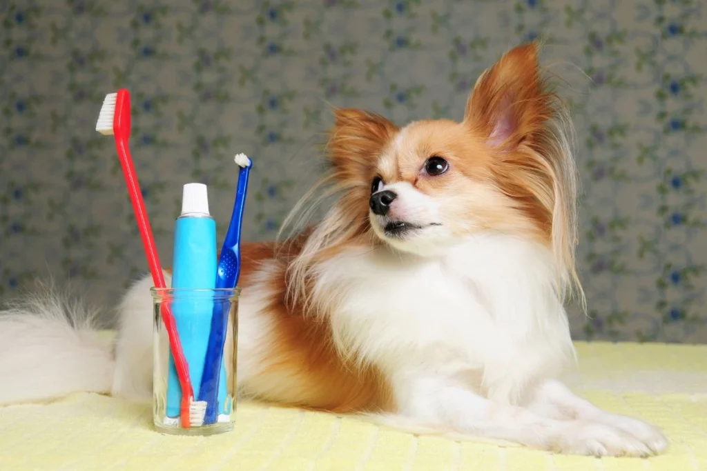 Simple Dental Hygiene Tips That Keep Your Pet Healthy and Happy