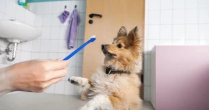 pet dental hygiene tips